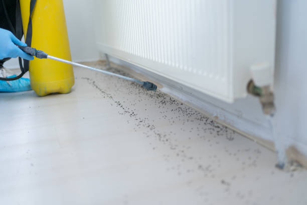 Best Ant Control Services  in Sargent, TX